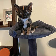 Callie joined the competition — help win amazing prizes! kitten, cat, tortoiseshell, cat_tree, pet, indoor, furniture, curious, small, fur, animal, whiskers, ears, play_toy, home, sitting, looking, cozy, portrait, domestic