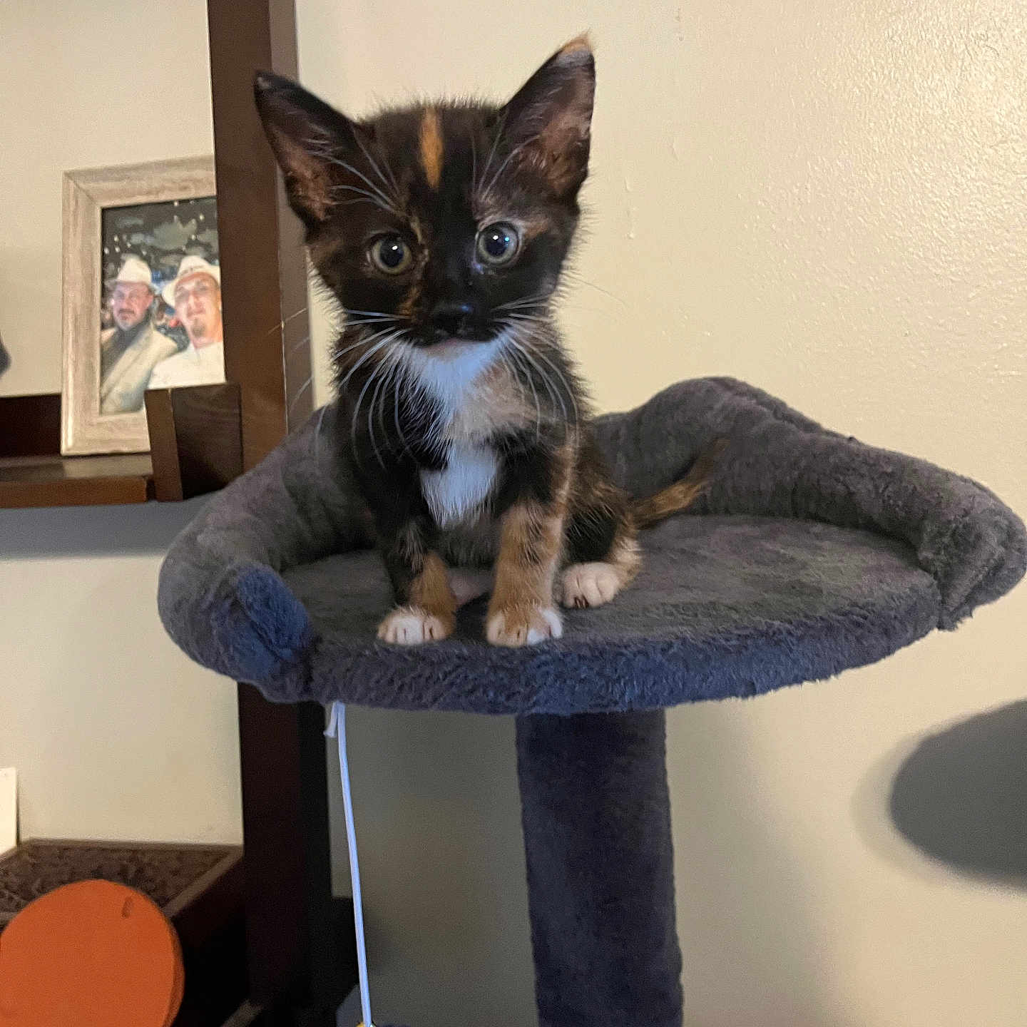 Callie joined the competition — help win amazing prizes! animal, cat, cat_tree, cozy, curious, domestic, ears, fur, furniture, home, indoor, kitten, looking, pet, play_toy, portrait, sitting, small, tortoiseshell, whiskers