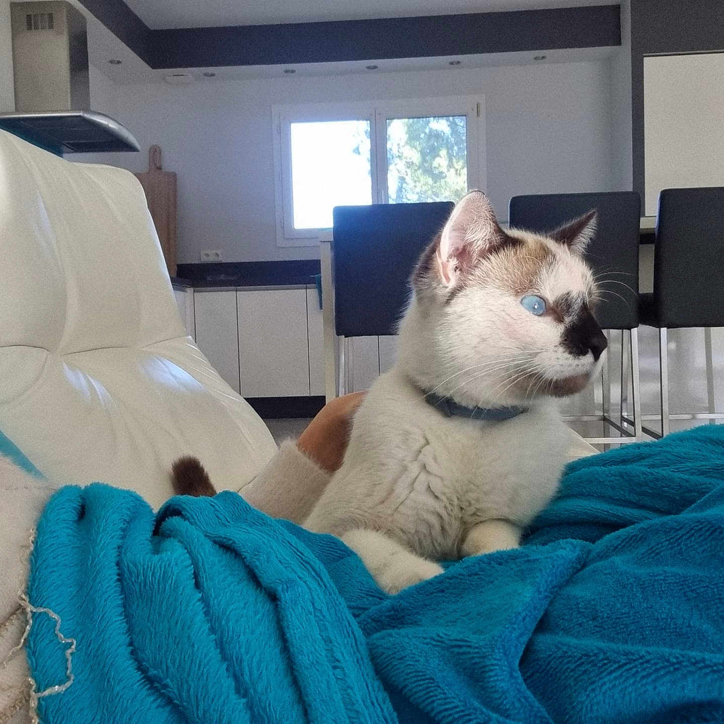 Mico