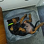 dog, lying_down, dog_bed, collar, black_and_tan, indoor, tile_floor, relaxed, sleeping, pet, canine, neon_collar, paw, tail, mouth_open, resting, animal, domestic, comfort, home