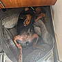 dog, pet_bed, upside_down, relaxed, paws, black_and_tan, lying_down, floor, tile_floor, wooden_cabinet, indoor, cozy, animal, resting, sleeping, domestic_animal, cute, fur, canine, companion
