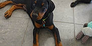 Ryp participe au concours pour gagner de l'argent avec cette photo : doberman, puppy, dog, floor, tile, pet, animal, indoor, collar, toy, black, brown, cute, lying_down, paw, ears, young, domestic_animal, playful, companion