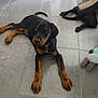 doberman, puppy, dog, floor, tile, pet, animal, indoor, collar, toy, black, brown, cute, lying_down, paw, ears, young, domestic_animal, playful, companion