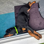 Ryp participe au concours pour gagner de l'argent avec cette photo : dog, puppy, sleeping, black_and_tan, collar, mat, rug, tile_floor, green_collar, paw, resting, indoors, pet, animal, cute, canine, relaxing, floor, side_view, napping