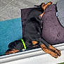 dog, puppy, sleeping, black_and_tan, collar, mat, rug, tile_floor, green_collar, paw, resting, indoors, pet, animal, cute, canine, relaxing, floor, side_view, napping