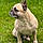 Pumba