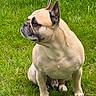 Pumba participe au concours pour gagner de l'argent avec cette photo : dog, french_bulldog, grass, outdoor, pet, canine, animal, brown, ears, sitting, portrait, nature, fur, mammal, companion, cute, side_view, alert, domestic_animal, paw