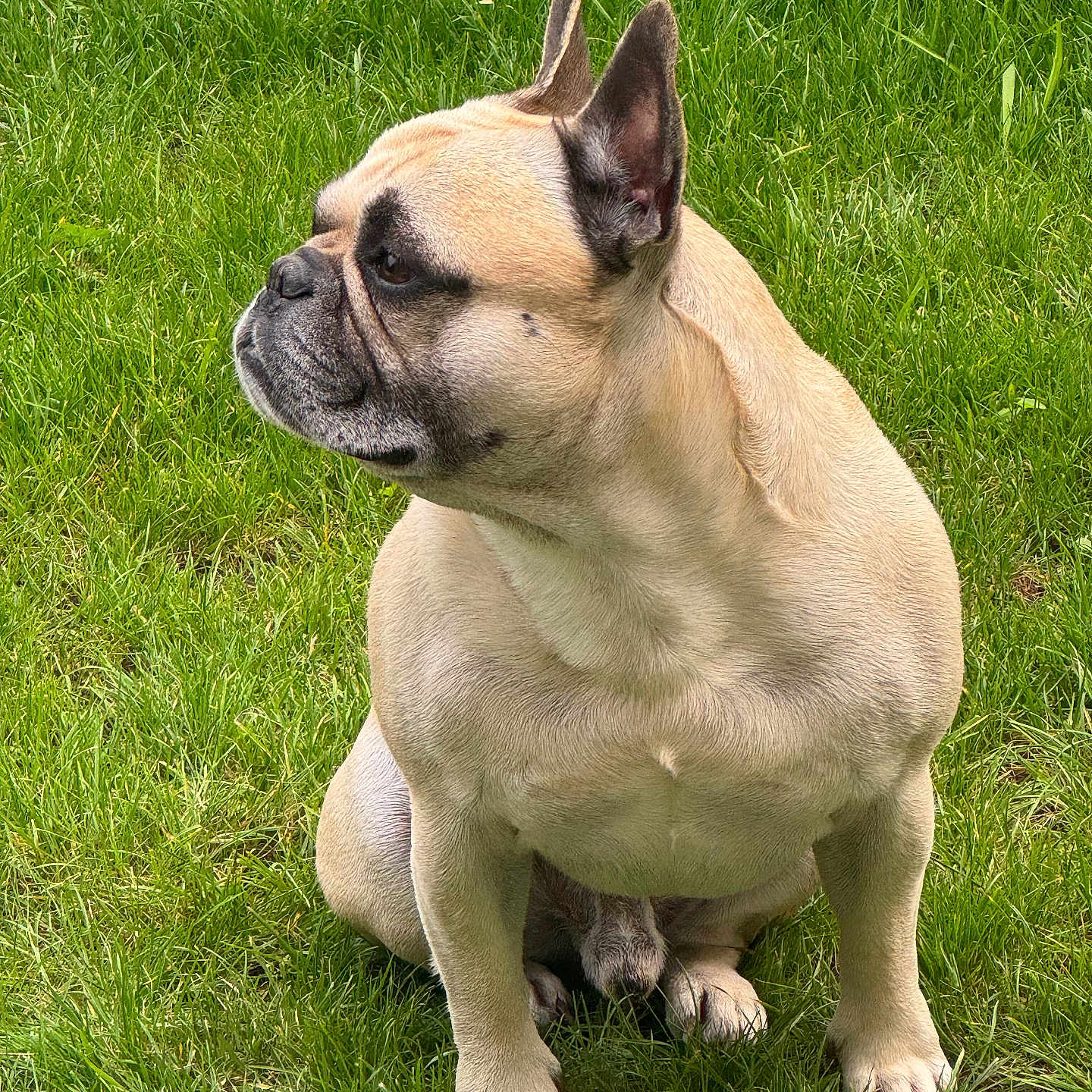Pumba participe au concours pour gagner de l'argent avec cette photo : dog, french_bulldog, grass, outdoor, pet, canine, animal, brown, ears, sitting, portrait, nature, fur, mammal, companion, cute, side_view, alert, domestic_animal, paw