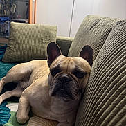 Pumba participe au concours pour gagner de l'argent avec cette photo : dog, french_bulldog, couch, indoor, pet, animal, relaxed, sleepy, canine, furniture, pillow, blanket, home, domestic_animal, mammal, companion, resting, cute, ears, snout