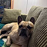 dog, french_bulldog, couch, indoor, pet, animal, relaxed, sleepy, canine, furniture, pillow, blanket, home, domestic_animal, mammal, companion, resting, cute, ears, snout