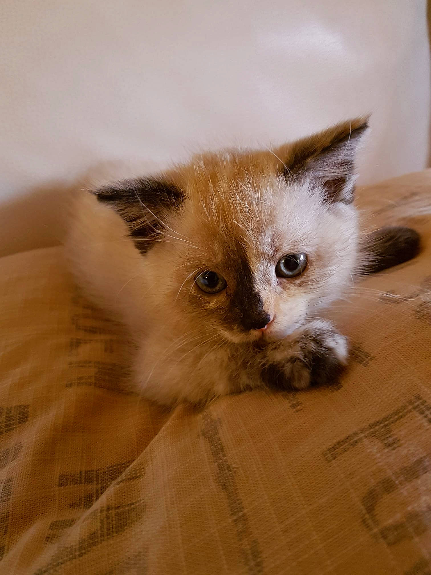 Miysis a rejoint le concours — aidez-le/la à gagner de superbes lots ! balinese, carnivore, cat, claw, fawn, felidae, fur, siamese, small_to_medium_sized_cats, snout, terrestrial_animal, whiskers