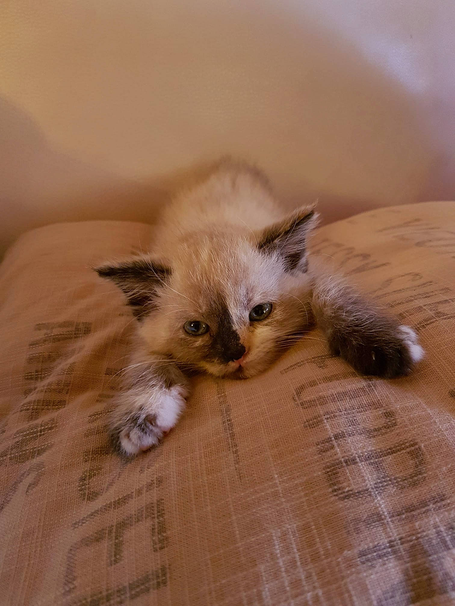 Miysis a rejoint le concours — aidez-le/la à gagner de superbes lots ! balinese, beige, carnivore, cat, cat_supply, claw, comfort, domestic_short_haired_cat, fawn, felidae, flooring, fur, pattern, paw, siamese, small_to_medium_sized_cats, snout, terrestrial_animal, whiskers, wood