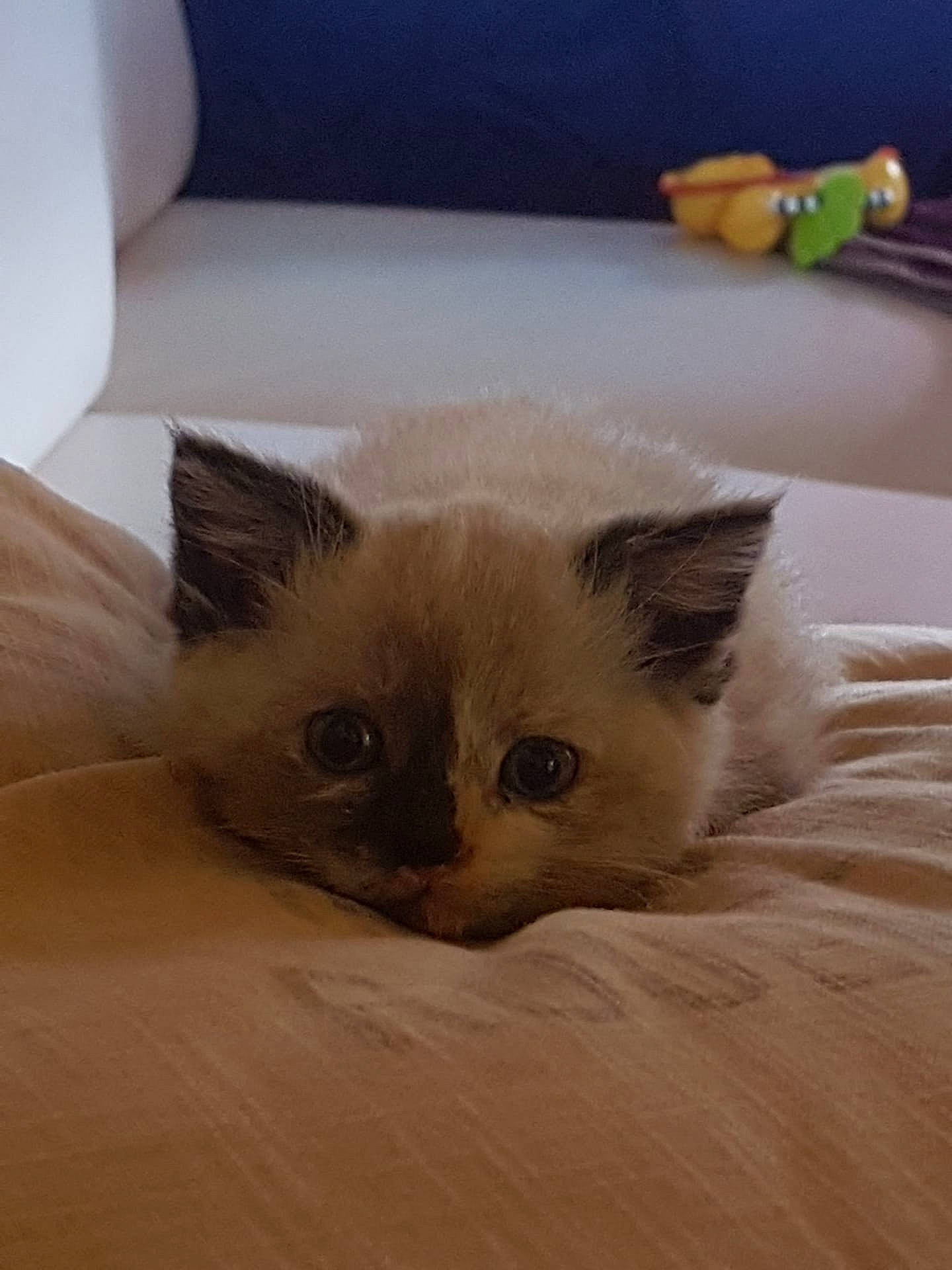 Miysis a rejoint le concours — aidez-le/la à gagner de superbes lots ! birman, box, carnivore, cat, claw, comfort, eye, fawn, felidae, fur, hardwood, paw, siamese, small_to_medium_sized_cats, snout, tail, terrestrial_animal, whiskers