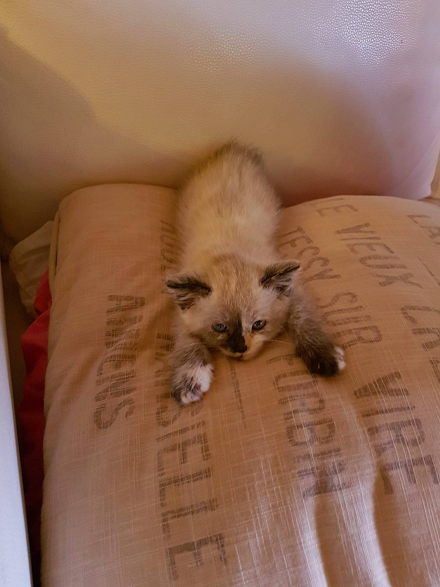 Miysis participe au concours pour gagner de l'argent avec cette photo : carnivore, cat, claw, comfort, domestic_short_haired_cat, fawn, felidae, flooring, fur, hardwood, linens, paper, paper_product, paw, room, small_to_medium_sized_cats, snout, tail, whiskers, wood