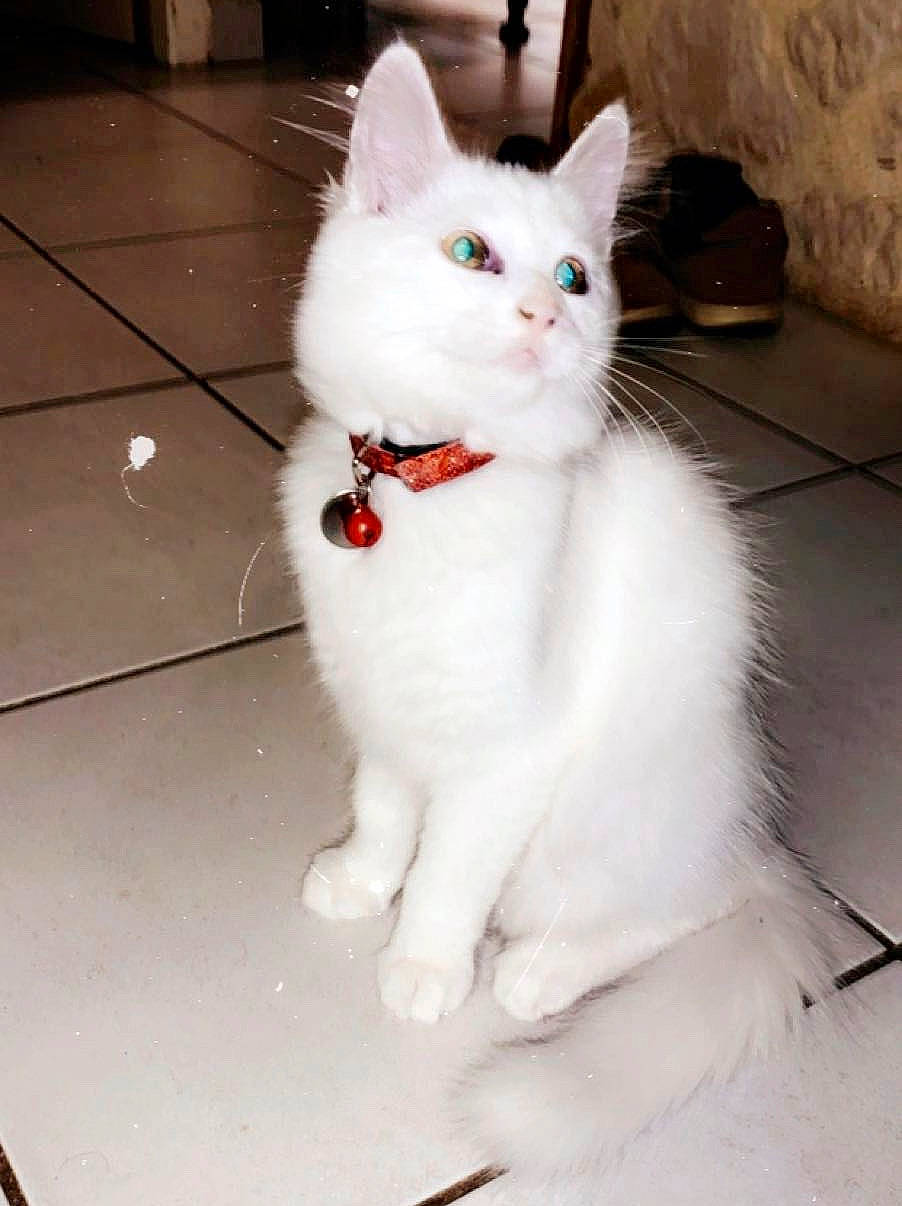 Pumba a rejoint le concours — aidez-le/la à gagner de superbes lots ! aegean_cat, asian, carnivore, cat, domestic_long_haired_cat, domestic_short_haired_cat, eye, felidae, japanese_bobtail, khao_manee, mammal, ojos_azules, ragdoll, small_to_medium_sized_cats, tail, turkish_angora, turkish_van, vertebrate, whiskers, white