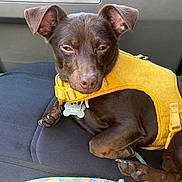 Dakoda is registered to the contest to win money with this photo: dog, chocolate_color, yellow_harness, pet, car_seat, relaxed, animal, canine, paw, indoor, closeup, seat, leash, collar, tag, resting, fur, ears, snout, vehicle