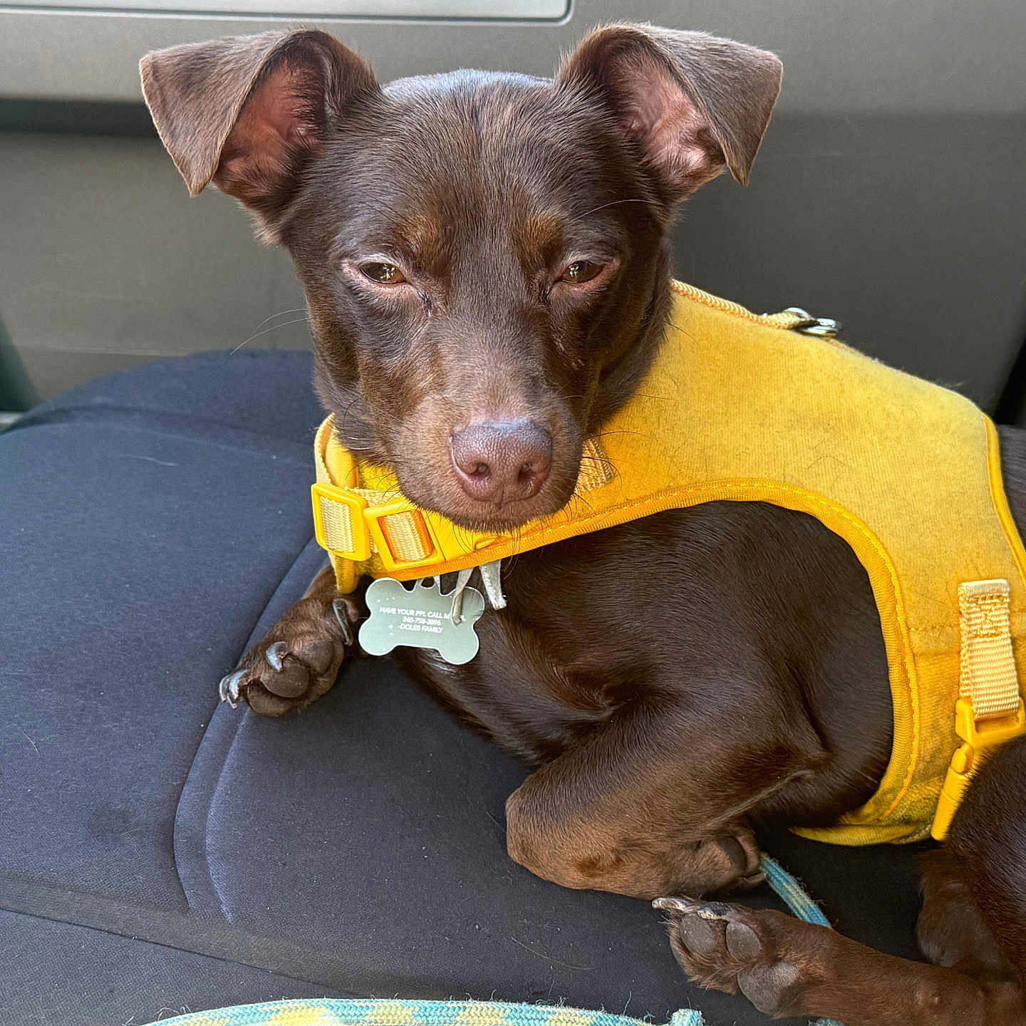Dakoda is registered to the contest to win money with this photo: animal, canine, car_seat, chocolate_color, closeup, collar, dog, ears, fur, indoor, leash, paw, pet, relaxed, resting, seat, snout, tag, vehicle, yellow_harness