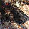 animal, brindle, canine, close_up, collar, daylight, dog, domestic_animal, ear, face, fur, lying_down, outdoor, pet, red_collar, relaxed, resting, shadow, sunlight, tiled_floor