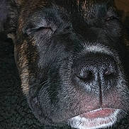 Ayveul participe au concours pour gagner de l'argent avec cette photo : animal, black_fur, calm, close_up, cozy, cute, dog, face, fur, indoor, muzzle, nose, pet, portrait, relaxed, resting, sleeping, snout, whiskers, white_muzzle