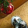 Bakou participe au concours pour gagner de l'argent avec cette photo : cat, christmas_ornament, pine_needles, wooden_floor, curious, yellow_eyes, indoor, holiday, festive, pet, feline, close_up, decor, tree_branch, domestic_animal, whiskers, playful, brown, white, black