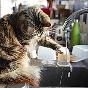 Bakou a rejoint le concours — aidez-le/la à gagner de superbes lots ! animal, cat, countertop, curious, domestic, faucet, feline, fur, household, indoor, kitchen, kitten, paw, pet, playing, sink, tabby_cat, tap, water, whiskers