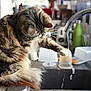 animal, cat, countertop, curious, domestic, faucet, feline, fur, household, indoor, kitchen, kitten, paw, pet, playing, sink, tabby_cat, tap, water, whiskers