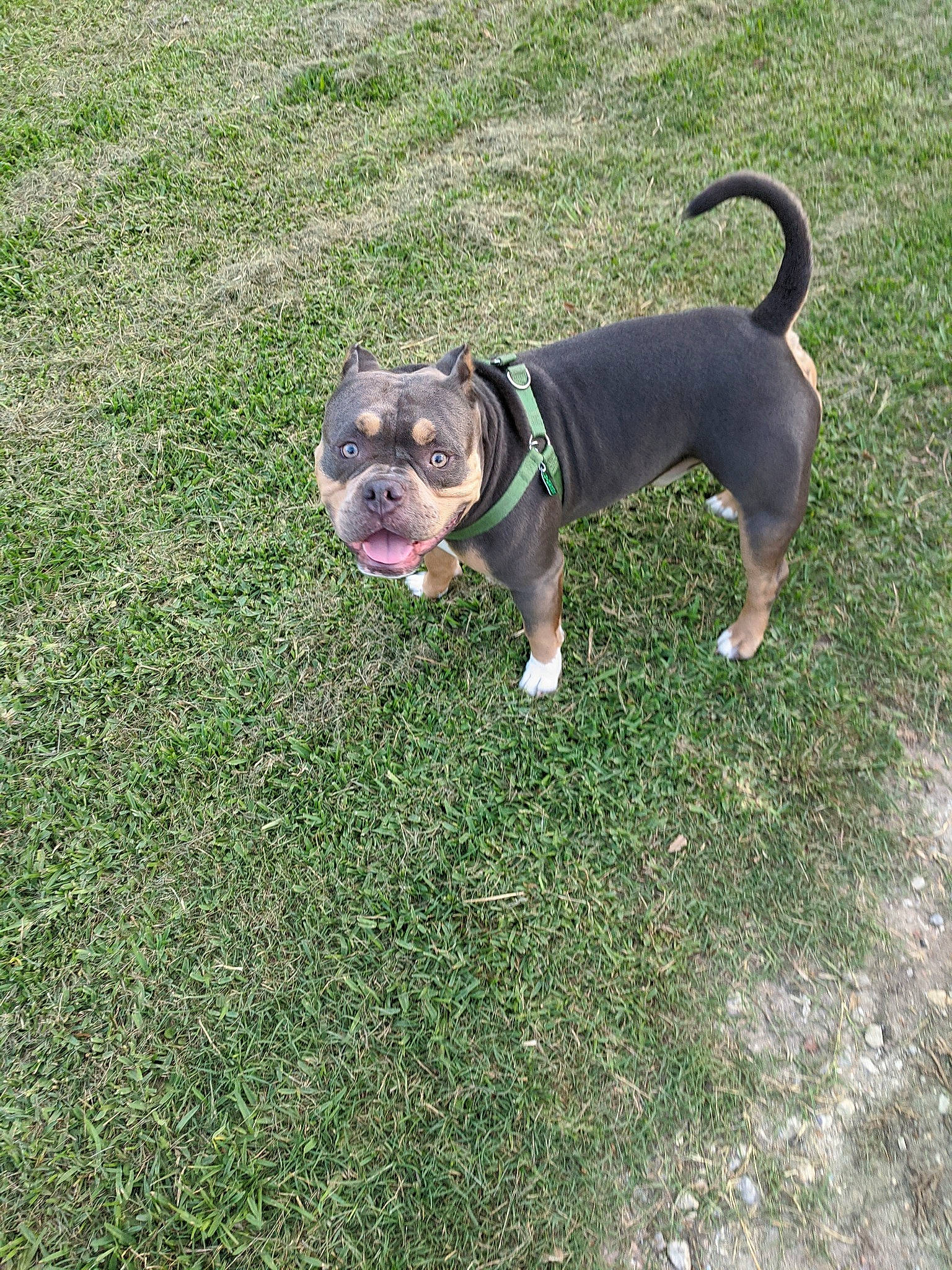 Nate joined the competition — help win amazing prizes! carnivore, collar, companion_dog, dog, dog_breed, dog_collar, dog_supply, dog_walking, fawn, grass, groundcover, leash, pet_supply, plant, snout, sporting_group, tail, toy_dog, working_animal, working_dog