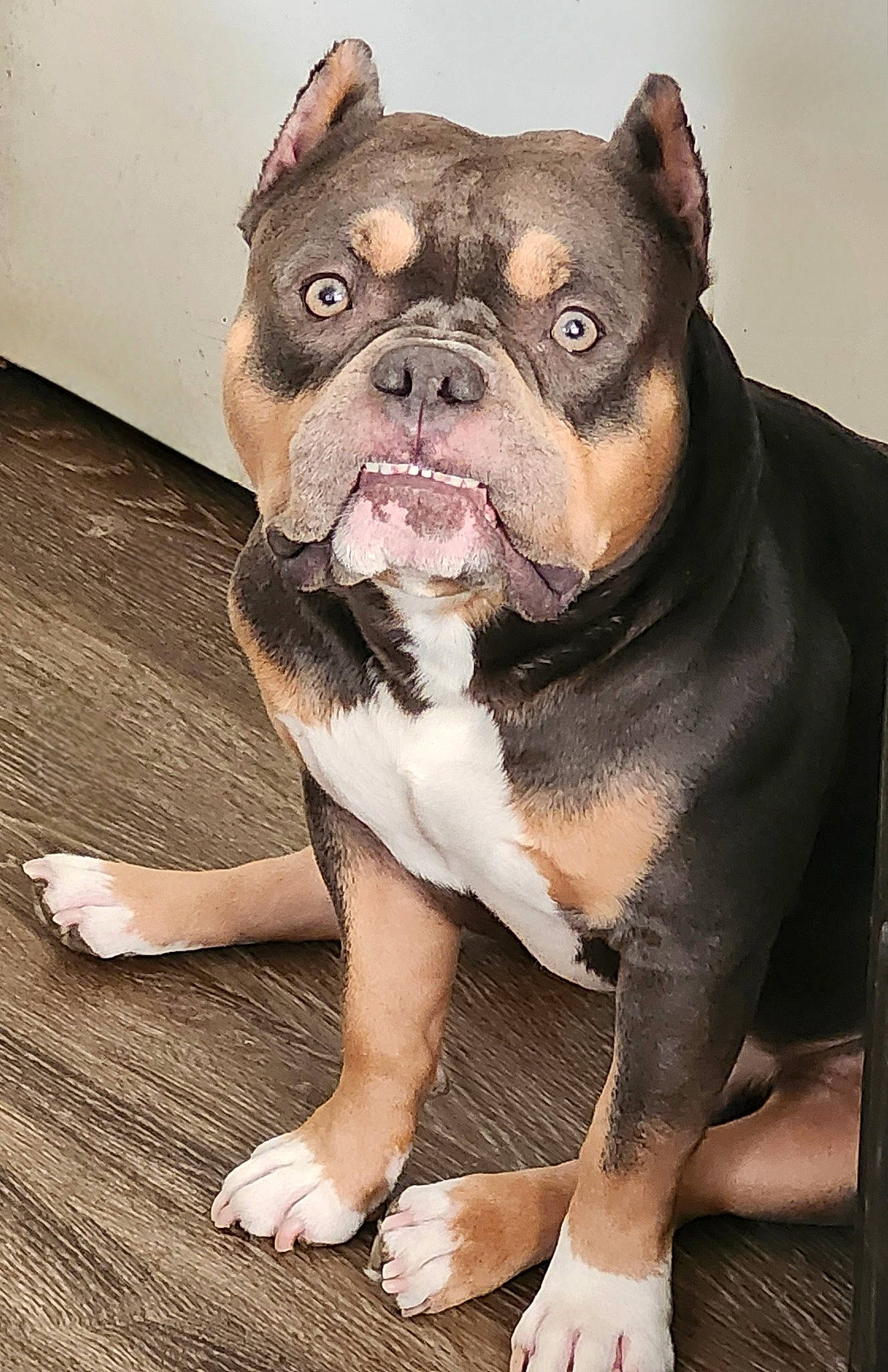 Nate is registered to the contest to win money with this photo: ancient_dog_breeds, bulldog, canidae, carnivore, companion_dog, dog, dog_breed, fawn, fur, molosser, non_sporting_group, paw, snout, sporting_group, terrestrial_animal, toy_dog, whiskers, working_animal, working_dog