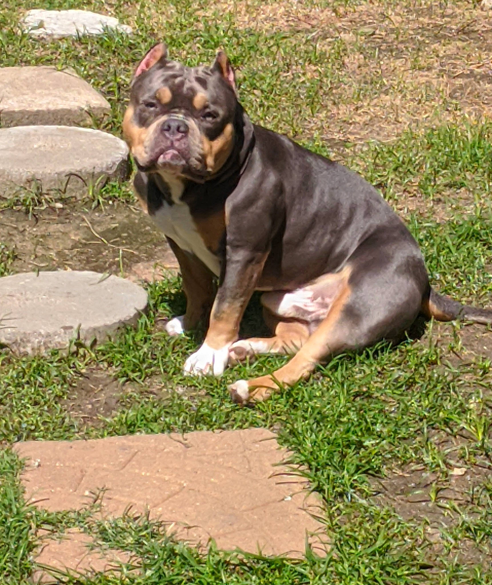 Nate joined the competition — help win amazing prizes! art, boston_terrier, bulldog, canidae, carnivore, companion_dog, dog, dog_breed, dog_collar, fawn, grass, molosser, plant, snout, sporting_group, terrestrial_animal, toy_dog, whiskers, working_animal, working_dog