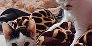 Kitler And Smoky is registered to the contest to win money with this photo: animal, bed, black_and_white, blanket, cat, cozy, curious, cute, domestic, feline, fur, indoor, kitten, pet, resting, sleeping_area, soft, two_animals, whiskers, young