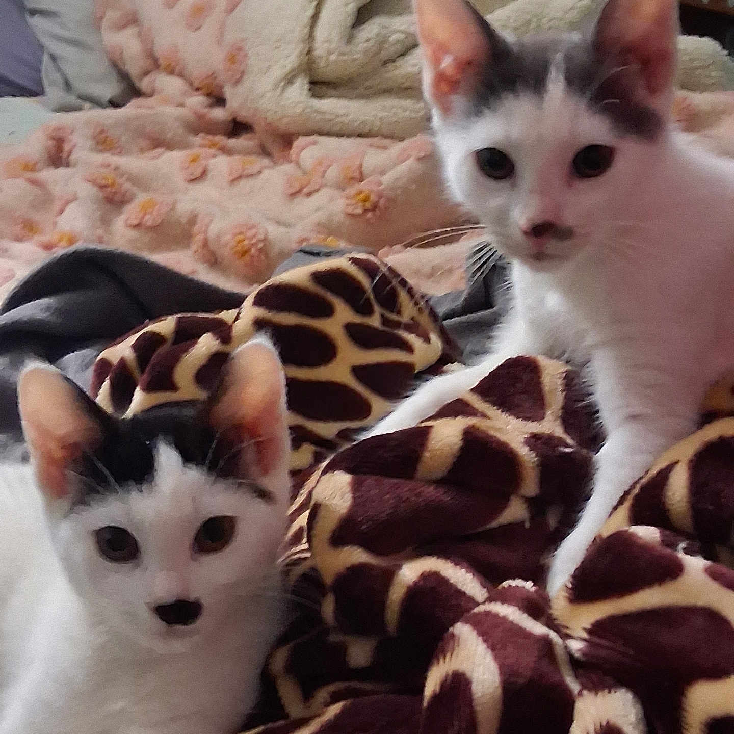 Kitler And Smoky