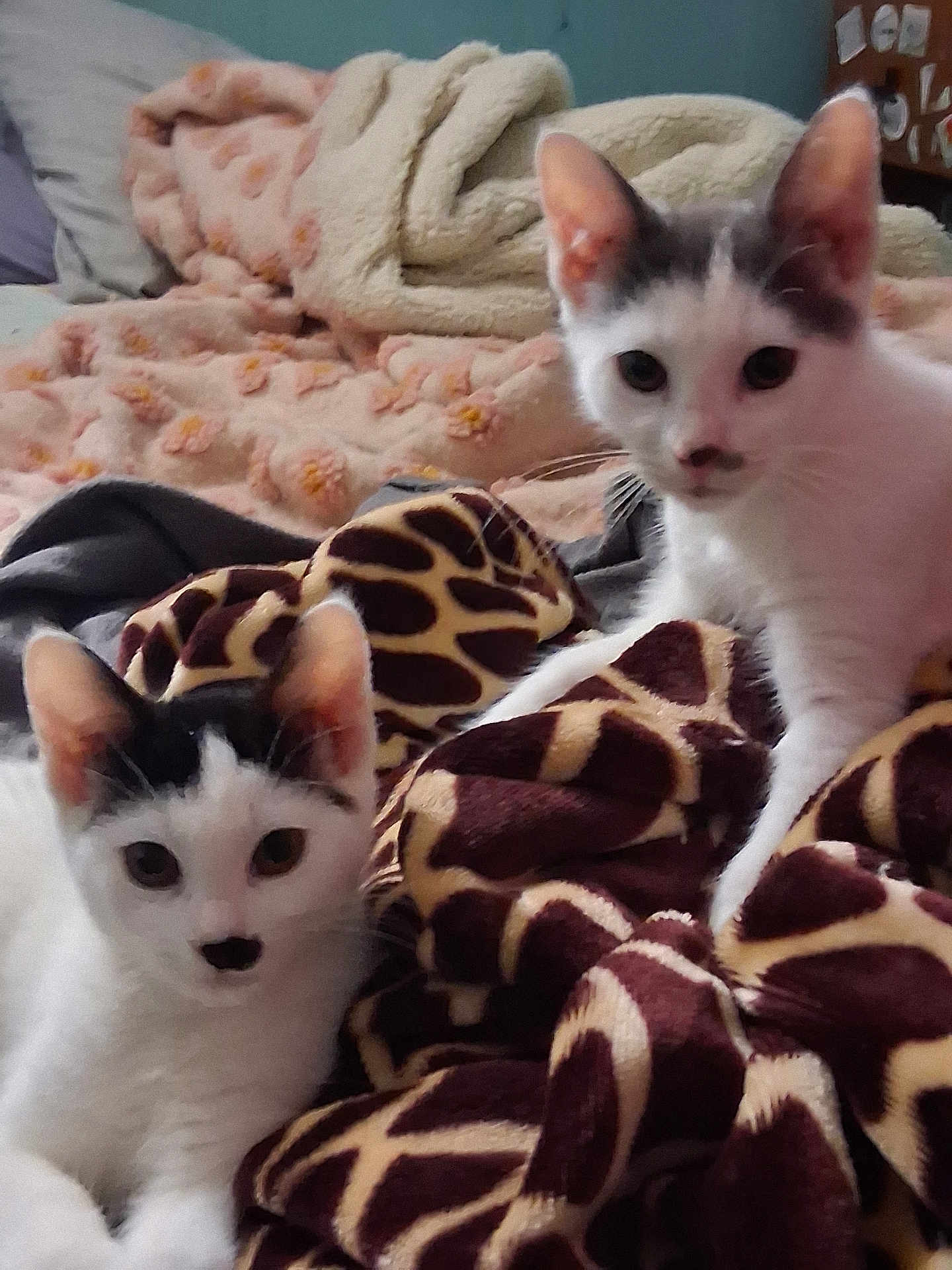 Kitler And Smoky