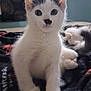animal, black_spot, blanket, cat, cozy, curious, cute, domestic_cat, ears, feline, fur, indoor, kitten, pet, playful, resting, two_cats, whiskers, white_cat, young_animal