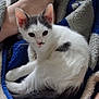 animal, black_spot, blanket, cat, close_up, comfort, cozy, cute, ears, fur, indoors, kitten, looking, lying_down, pet, resting, soft, whiskers, white_fur, young_animal