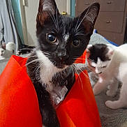 Midnight is registered to the contest to win money with this photo: animal, bedroom, black_and_white, cat, curious, cute, domestic, ears, feline, furniture, indoor, kitten, orange_bag, paw, pet, playful, soft_blanket, two_cats, whiskers, young
