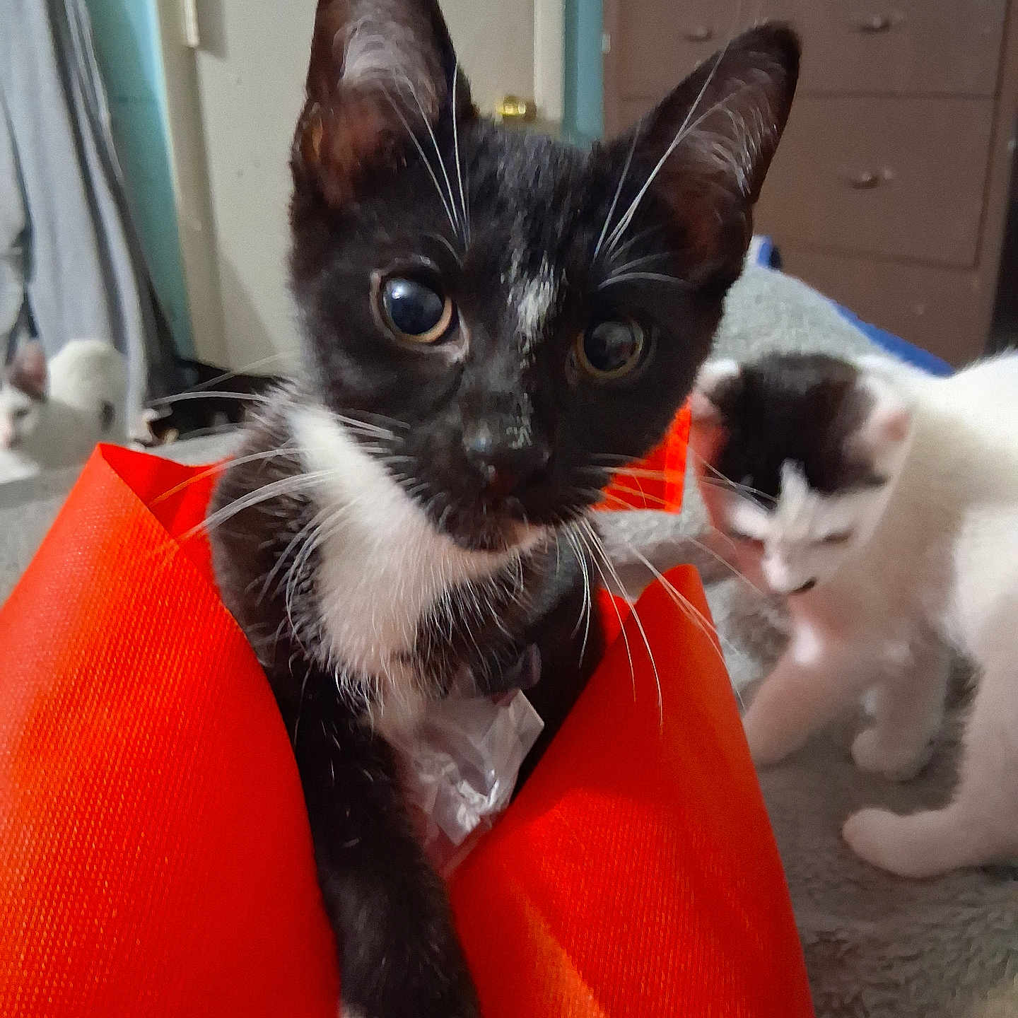 Midnight is registered to the contest to win money with this photo: animal, bedroom, black_and_white, cat, curious, cute, domestic, ears, feline, furniture, indoor, kitten, orange_bag, paw, pet, playful, soft_blanket, two_cats, whiskers, young