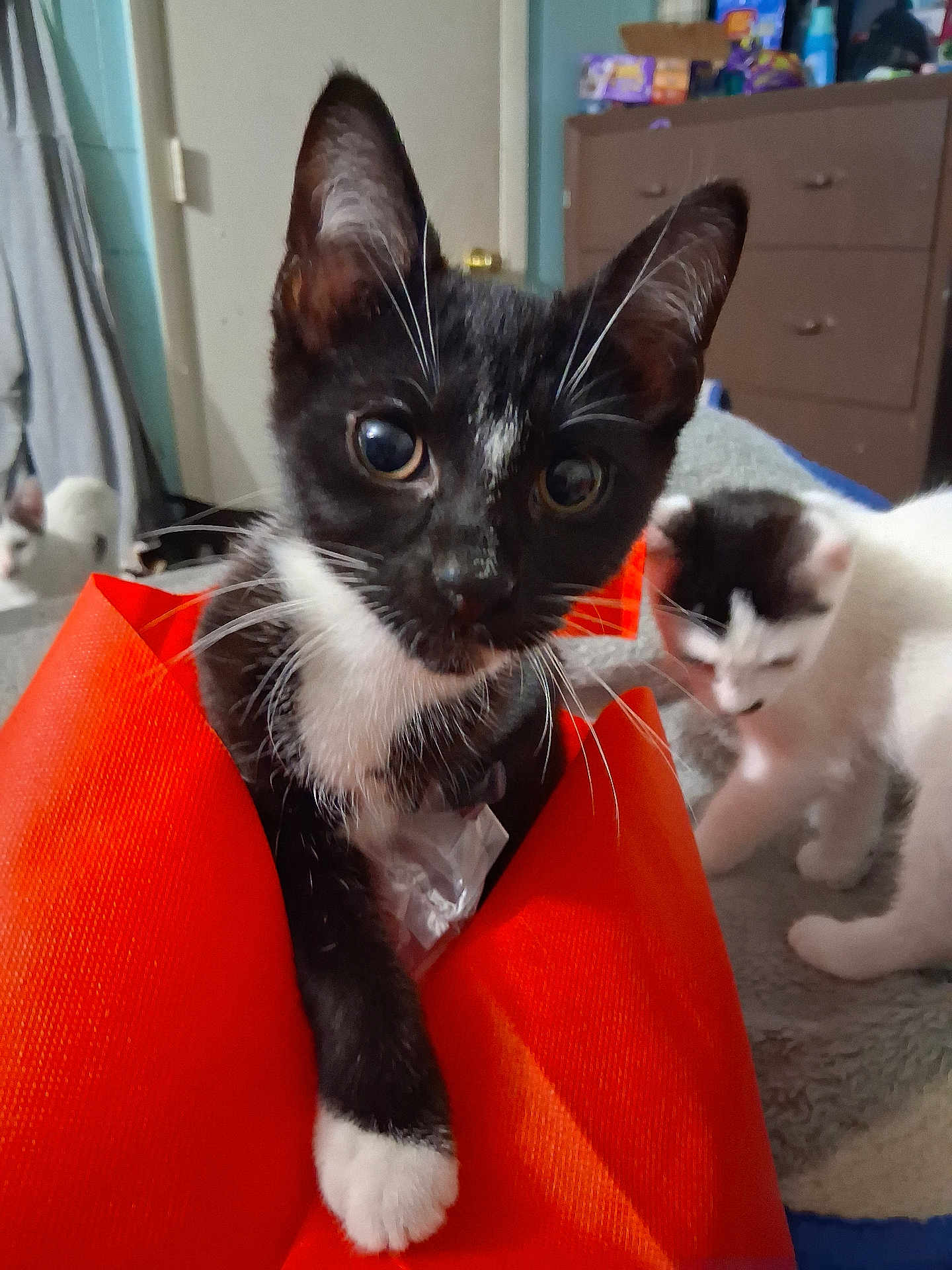 Midnight is registered to the contest to win money with this photo: animal, bedroom, black_and_white, cat, curious, cute, domestic, ears, feline, furniture, indoor, kitten, orange_bag, paw, pet, playful, soft_blanket, two_cats, whiskers, young