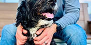 Hamilton joined the competition — help win amazing prizes! dog, person, outdoor, bench, blue_sky, casual_clothing, happy, tongue_out, pet, black_and_white, fur, hands, jeans, smile, portrait, sitting, daylight, closeup, watch, ring