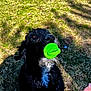 Hamilton is registered to the contest to win money with this photo: dog, black_dog, white_fur, toy, green_toy, grass, outdoor, pet, animal, playful, mouth, nose, fur, daylight, shadow, hand, nature, cute, closeup, happy
