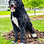 dog, black_and_white, curly_fur, pet, outdoor, grass, dirt, mound, tongue_out, happy, canine, backyard, greenery, tree, daylight, leash, nature, fur, animal, sitting