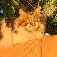 Olaf participe au concours pour gagner de l'argent avec cette photo : cat, fluffy, orange, white, tabby, pet, animal, indoor, blanket, cozy, sunlight, greenery, leaves, garland, decor, relaxed, portrait, feline, whiskers, ears