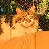 cat, fluffy, orange, white, tabby, pet, animal, indoor, blanket, cozy, sunlight, greenery, leaves, garland, decor, relaxed, portrait, feline, whiskers, ears