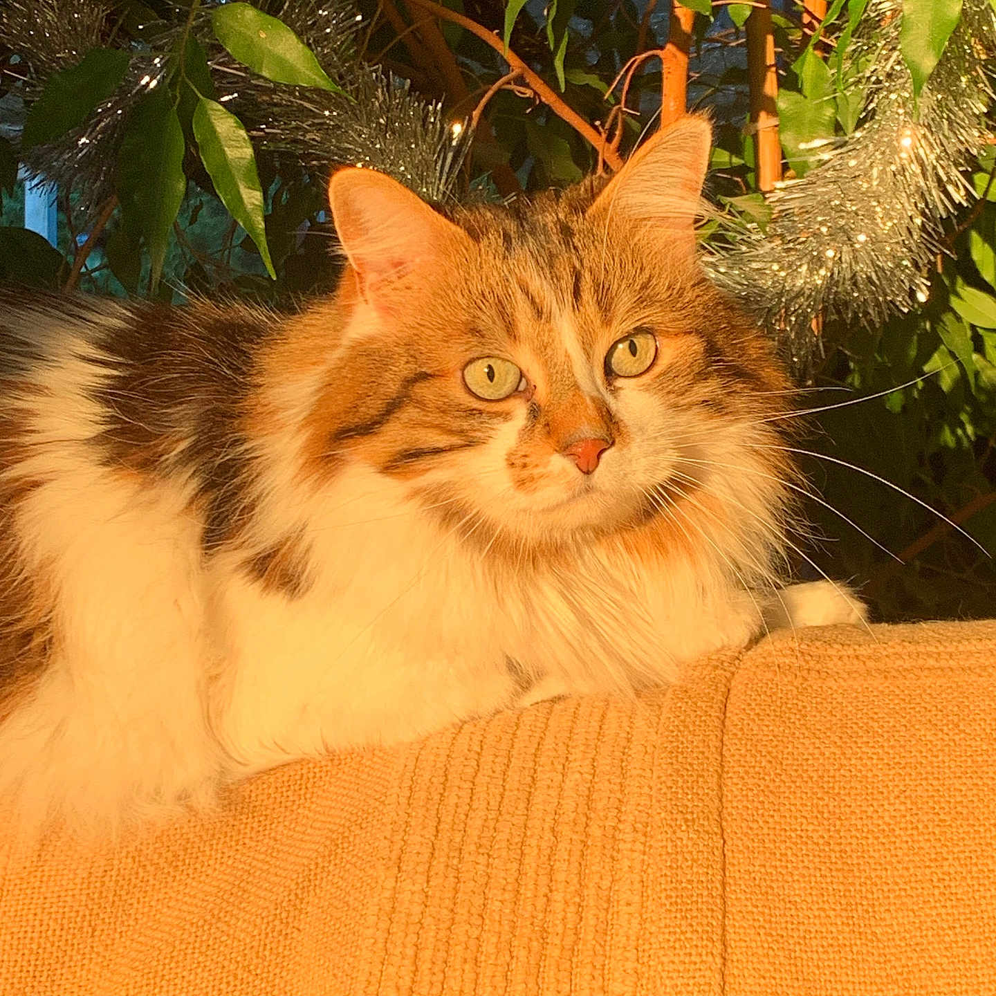 Olaf