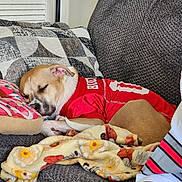 Lola is registered to the contest to win money with this photo: dog, sleeping, couch, blanket, pillow, red_jersey, indoor, relaxing, pet, fur, resting, cozy, home, comfort, snuggling, patterned_blanket, textile, brown_dog, closeup, casual