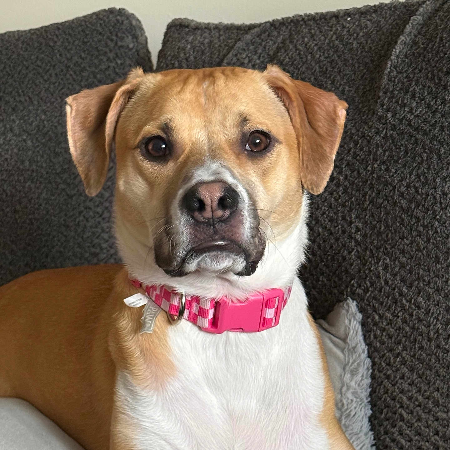 Lola is registered to the contest to win money with this photo: animal, brown, canine, closeup, collar, couch, cozy, dog, ears, expression, face, fur, furniture, indoor, looking, pet, pink, portrait, sitting, white