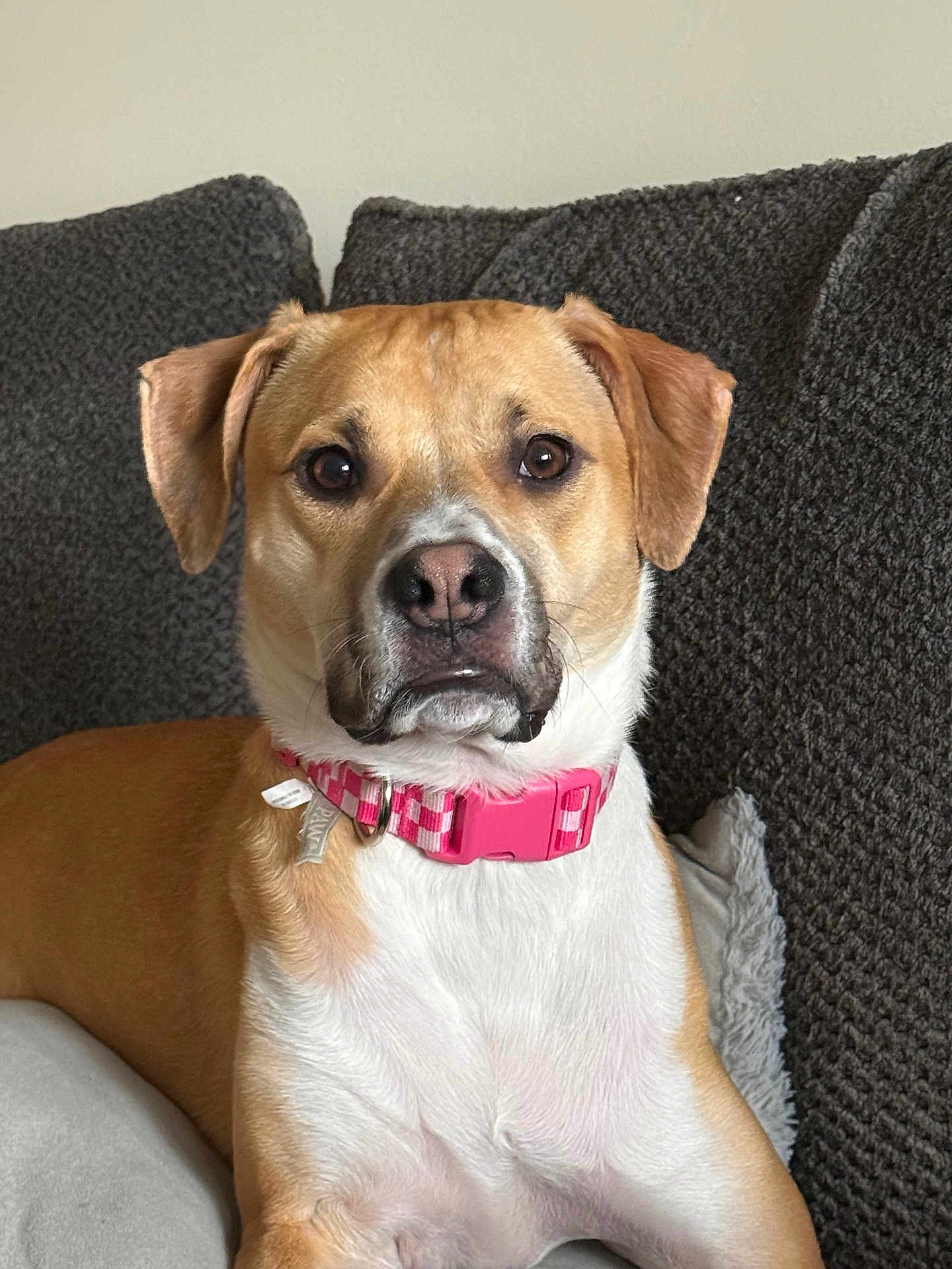 Lola is registered to the contest to win money with this photo: dog, pet, collar, pink, brown, white, couch, furniture, indoor, portrait, canine, ears, fur, animal, looking, sitting, face, expression, closeup, cozy