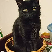 Wolfie is registered to the contest to win money with this photo: black_cat, cat, basket, table, indoor, pet, animal, yellow_eyes, fur, curious, sitting, wicker, closeup, domestic_cat, feline, cute, looking, home, tablecloth, still_life