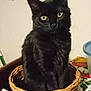 black_cat, cat, basket, table, indoor, pet, animal, yellow_eyes, fur, curious, sitting, wicker, closeup, domestic_cat, feline, cute, looking, home, tablecloth, still_life