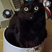 Wolfie is registered to the contest to win money with this photo: animal, black_cat, box, cat, closeup, container, cozy, curious, cute, domestic_cat, face, feline, fur, household_items, indoor, looking, pet, sitting, whiskers, yellow_eyes