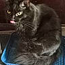 Wolfie is registered to the contest to win money with this photo: animal, basket, black_cat, blue_basket, cat, cozy, curled_up, cute, domestic_animal, feline, fur, indoor, looking, pet, playful, resting, small_space, tongue_out, whiskers, yellow_eyes